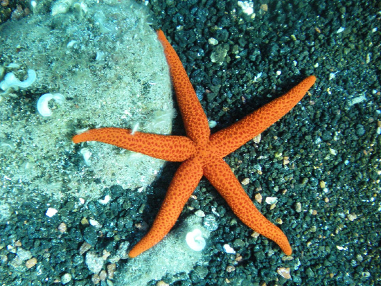  Echinaster sepositus (Mediterranean Red Star)